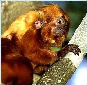 Combien reste-t-il de tamarins (environ) ?