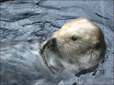 Pourquoi la loutre de mer s'enroule-t-elle dans les algues pendant son sommeil ?
