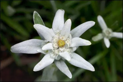 La fleur que nous apercevons ici se nomme Edelweiss.