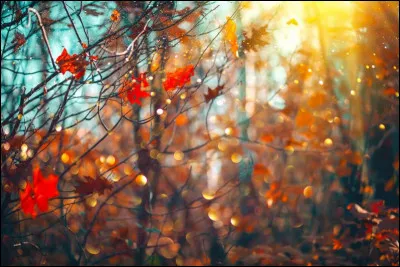 Vous avez hâte d'arriver à la mi-novembre, normalement, d'après les prévisions, le temps se radoucit et il y aura du soleil ! Quelle fête a lieu en cet honneur ?