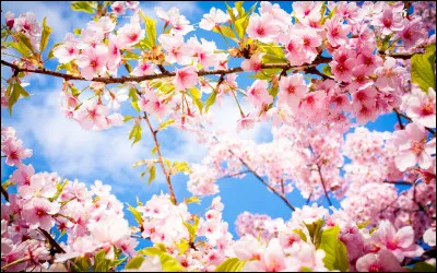 Un peu plus tard dans l'année, vous entendez les oiseaux chanter en vous réveillant. Au dehors, les fleurs jaillissent, se pavanant dans diverses nuances. Les arbres retrouvent leurs sublimes feuilles vertes. Vous en déduisez que nous sommes en/au :