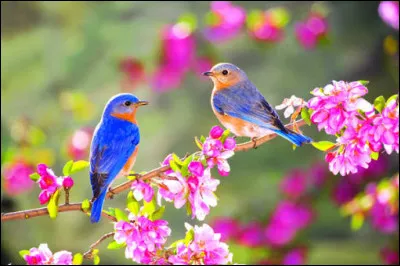 Au printemps, vous aurez aussi envie d'aller faire un tour dans les magasins du Printemps. Quelle sorte de magasins ne trouve-t-on pas dans cette chaîne de magasins ?