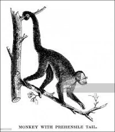 Lequel, parmi ces animaux, n'a pas de queue pr&eacute;hensile ?