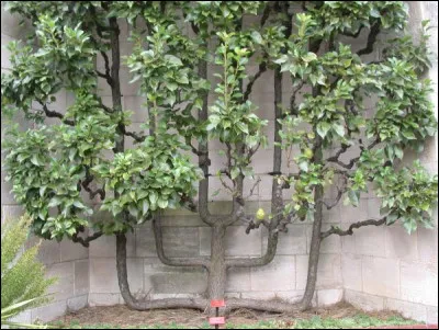 Où trouve-t-on un trapan ?