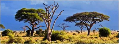 À qui appartient l'île de Socotra ?