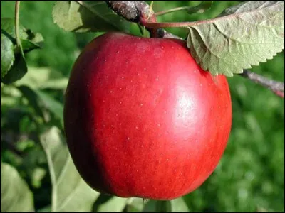 Les pommes sont des fruits.