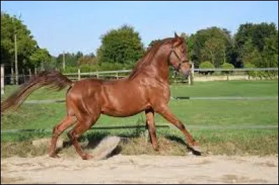 Fou comme "Fougueux" : quel est ce cheval fougueux, avec son port de queue relevé ?