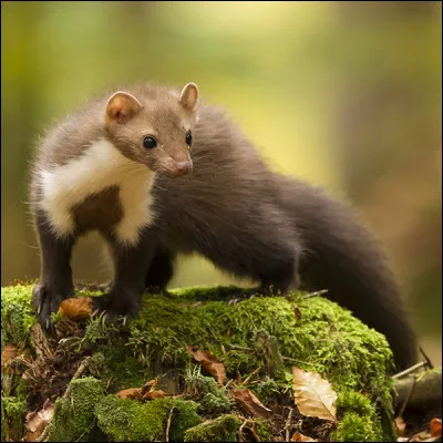 Fou comme "Fouine" : de quelle famille fait partie la fouine ?