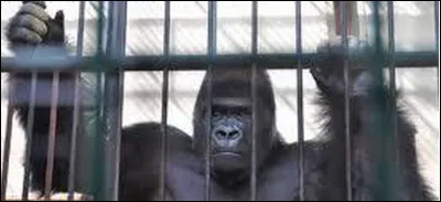 Chanteur ou chanteuse ? Faites votre choix !