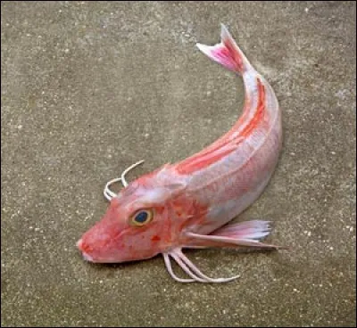 Quel est ce poisson qui produit un grondement avec sa vessie natatoire et dont les nageoires pectorales sont munies de pattes pour marcher au fond de l'eau ?