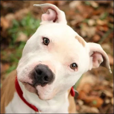 Quelle est cette race de chien ?