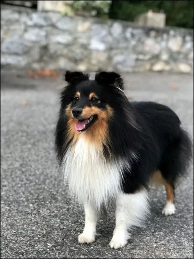 Quelle est cette race de chien ?