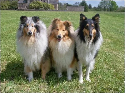 Quelle est cette race de chien ?