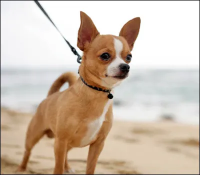 Quelle est cette race de chien ?