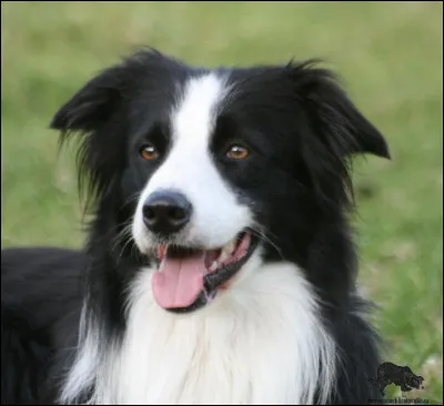 Quelle est cette race de chien ?