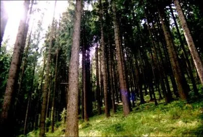 Qu'est-ce qu'une 'futaie' ?