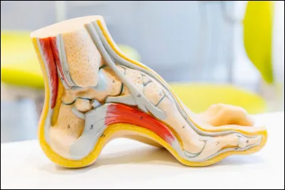 Combien d'os compte-t-on dans le pied humain ?