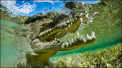 Comment appelle-t-on le cri du crocodile ?