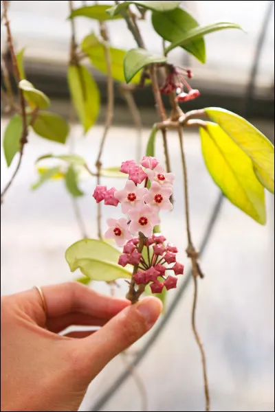 Par quoi se caractérise un végétal cryptogame ?