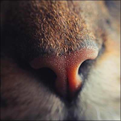Comment nomme-t-on le nez du chat ?
