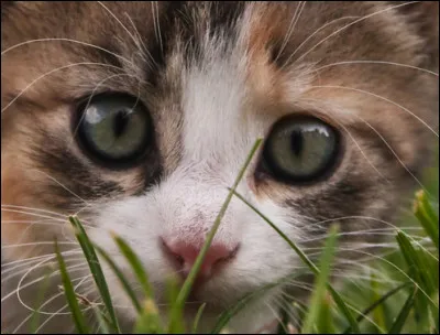 L'homme possède environs 5 millions de cellules olfactives. Combien le chat en possède-t-il ?