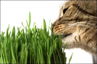 Quel effet peut avoir l'herbe à chat sur nos petites boules de poils ?