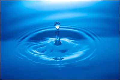 Qu'est-ce qui rend le nez du chat humide ?