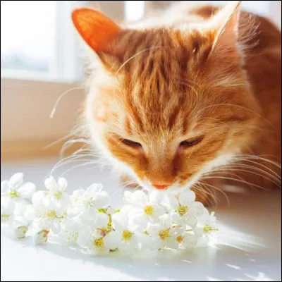 Que risque un chat qui perd partiellement ou totalement l'odorat ?