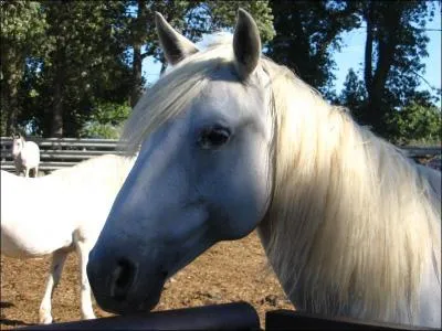 Comment s'appelle sa chevelure ?