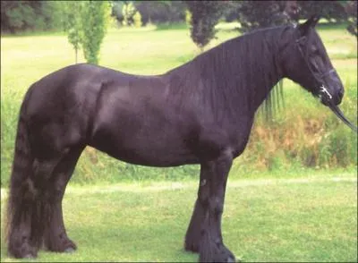 Quelle est la race de ce cheval ?