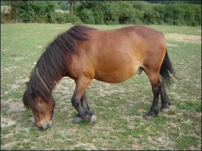 Quelle est sa robe ?