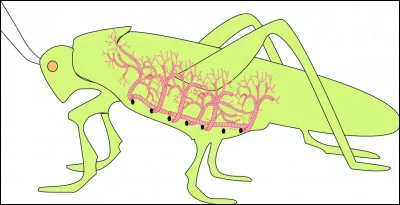 Le système respiratoire des insectes est différent du nôtre : au lieu de poumons et d'une circulation sanguine distribuant les gaz dans l'organisme, les insectes possèdent un réseau de tubes ouverts sur l'extérieur et directement reliés aux organes. Comment se nomment ces tubes ?