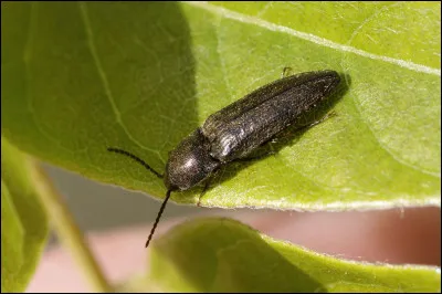 Chez certains groupes d'insectes, comme les coléoptères et les orthoptères (criquets, sauterelles, grillons...), les ailes sont pour certaines sclérifiées. Comment appelle-t'on ce type d'ailes ?