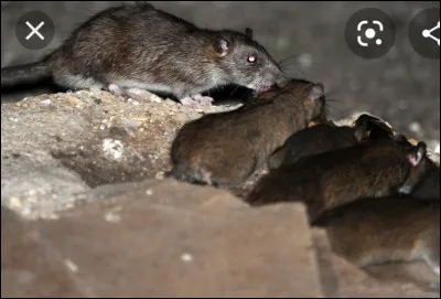 La première proie que tu as chassée, est :