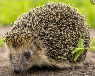 Quel est cet animal ?