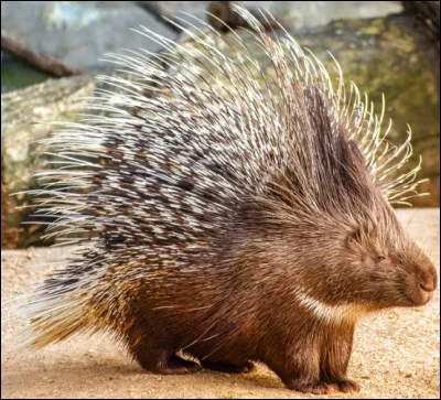 Quel est cet animal ?