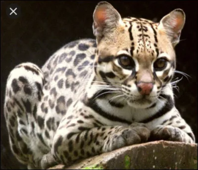 Quel est cet animal ?