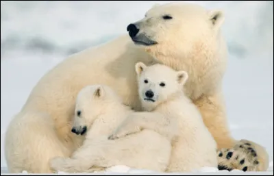 Quel est cet animal ?