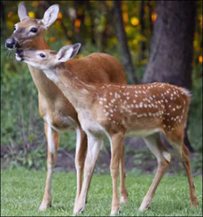 Quel est cet animal ?