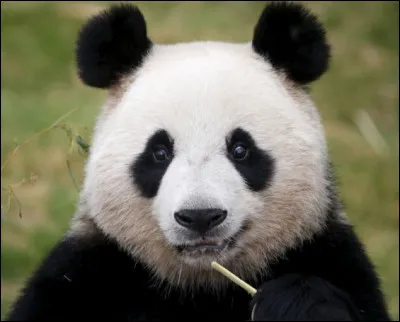 Quel est cet animal ?