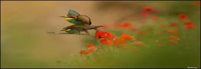 Quel est le masculin singulier de l'adjectif coite ?