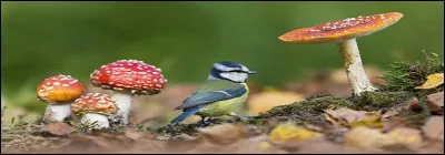 Les adjectifs en "-ou" prennent un "x" au pluriel.