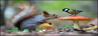 Quels adjectifs en "-al" ne font pas le pluriel en "-aux" ?