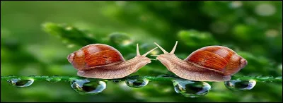 Les rubans de son chapeau sont cerises !