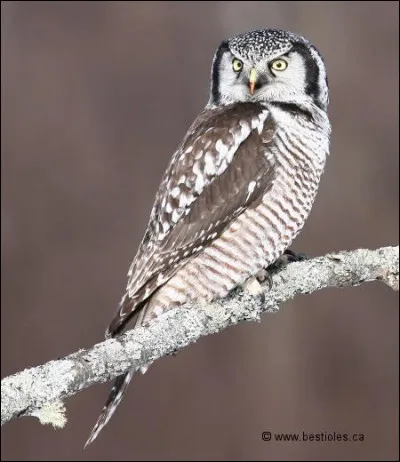 Ce rapace nocturne au yeux perçants semble bien résister au froid ! En effet, on le retrouve majoritairement en Europe du Nord et au nord-ouest de l'Asie. Quel est le nom de ce bipède aux yeux perçants ?