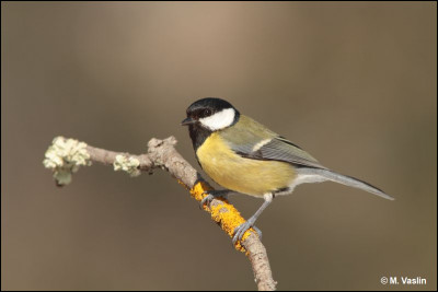 Cet oiseau est très commun en Europe et peut être observé dans la plupart des zones pourvues d'arbres (y compris dans les jardins). De quelle espèce s'agit-il ?