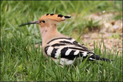 Cet oiseau a plus ou moins la taille d'un pic et est unique en son genre, impossible de le confondre. Quel est donc cet oiseau ?
N-B : Cet oiseau apparaît dans le dessin animé "Kirikou et la sorcière"