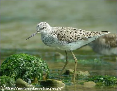 Celui-ci fait partie des charadriiformes. Mais à quelle espèce appartient-il ?
Petit indice : il a de très longues pattes mais ce n'est pas mentionné dans son nom.