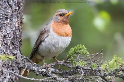 Celui-là est piégé... Petit indice : il est très peu probable que tu en aies déjà vu ! Comment nomme-t-on ce volatile ?