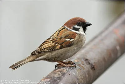 Tu l'auras compris, c'est un moineau. Mais duquel s'agit-il ?
Petit indice : c'est le plus petit des quatre moineaux suggérés.